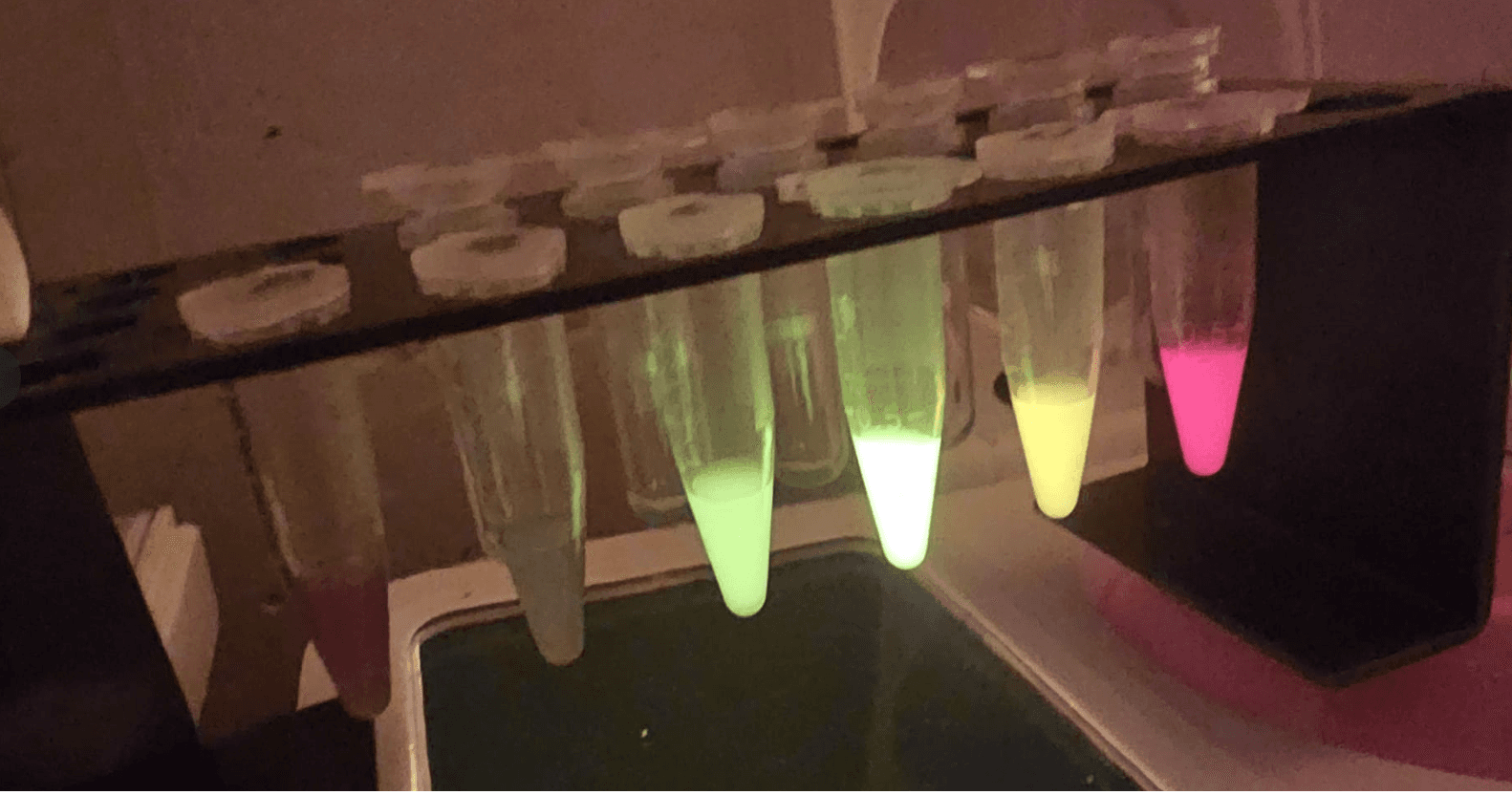 IP-Free Rainbow Chromoprotein Plasmid Set