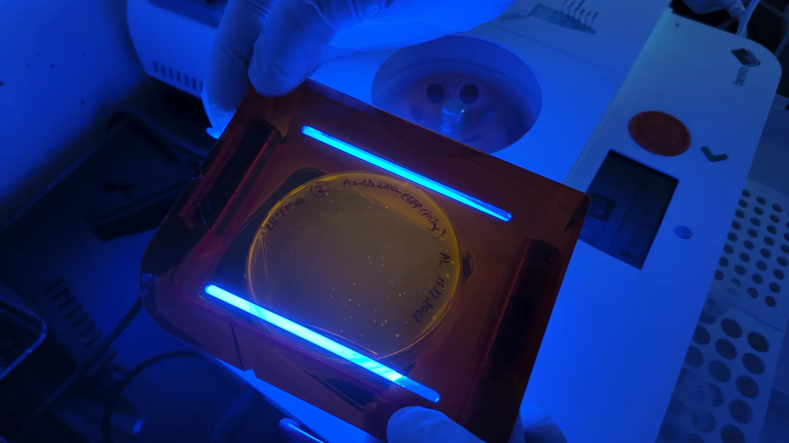 Bacterial transformation plate at Lambda Biolab