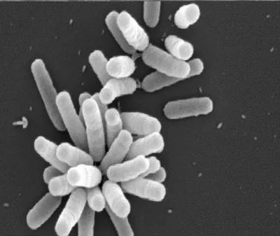 IP-Free Agrobacterium tumefaciens EHA105 — agar stab
