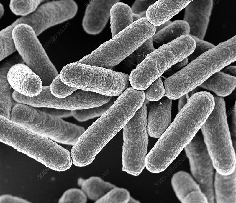 IP-Free E. coli DH5α — agar stab