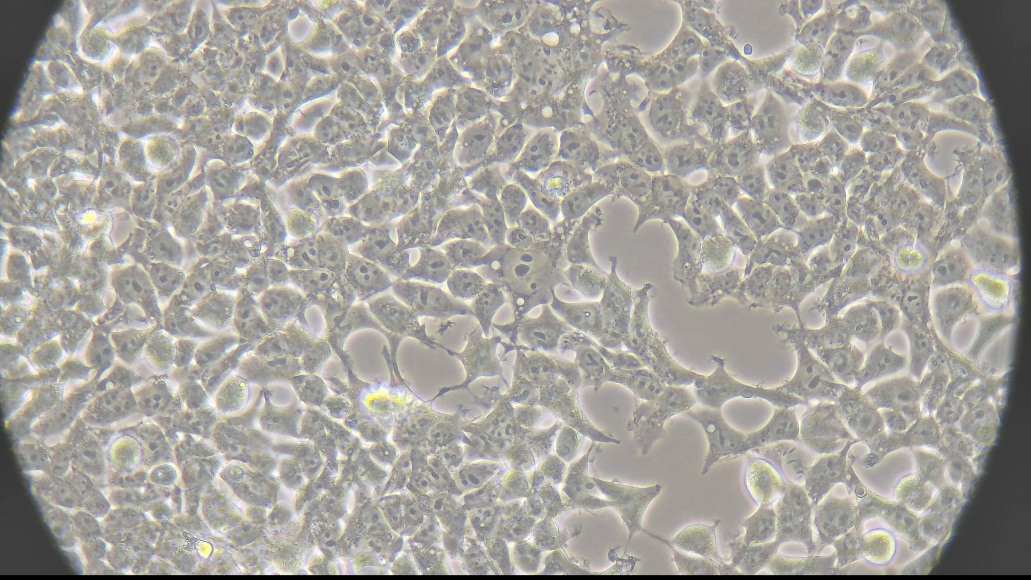 IP-Free HEK 293 Human Embryonic Kidney Cell Line