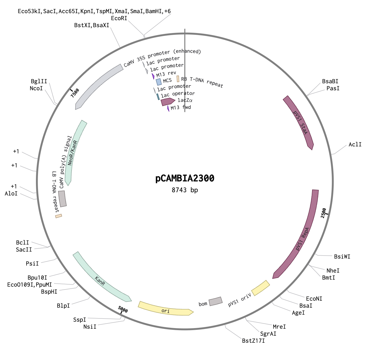 IP-Free pCambia2300 Plant Expression Vector