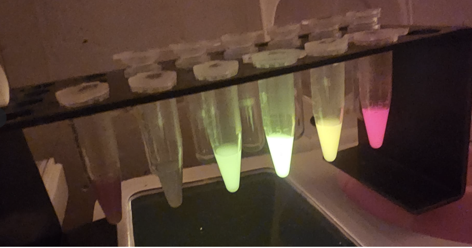 IP-Free Rainbow Chromoprotein Plasmid Set